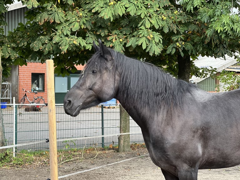 Más ponis/caballos pequeños Mestizo Yegua 5 años 150 cm Negro in Schiffdorf