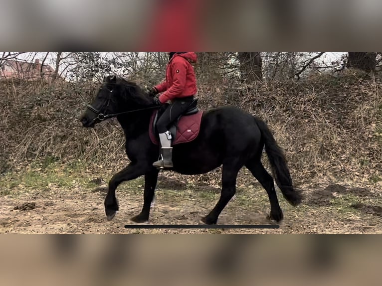 Más ponis/caballos pequeños Mestizo Yegua 5 años 150 cm Negro in Schiffdorf