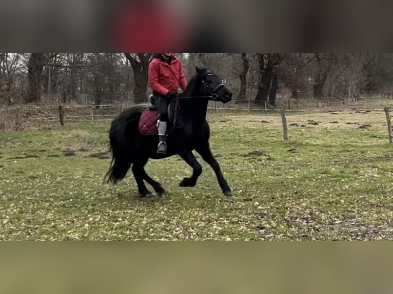 Más ponis/caballos pequeños Mestizo Yegua 5 años 150 cm Negro in Schiffdorf