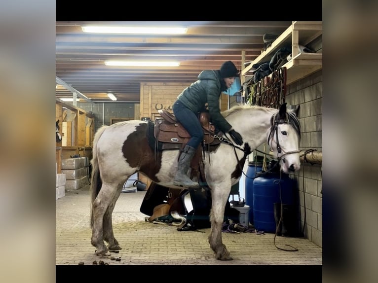 Más ponis/caballos pequeños Mestizo Yegua 5 años 150 cm Pío in Daleiden