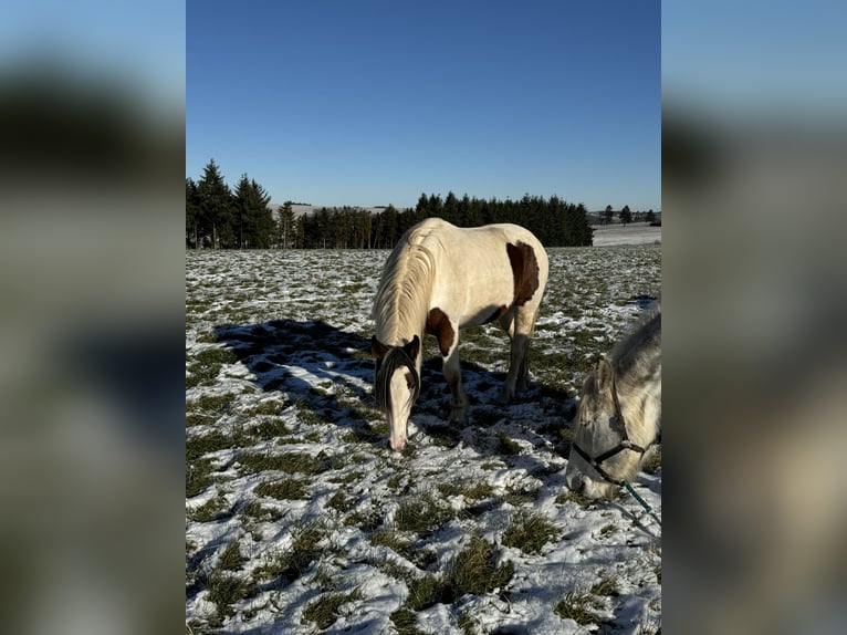 Más ponis/caballos pequeños Mestizo Yegua 5 años 150 cm Pío in Daleiden