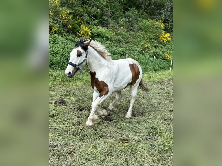 Más ponis/caballos pequeños Mestizo Yegua 5 años 150 cm Pío in Daleiden