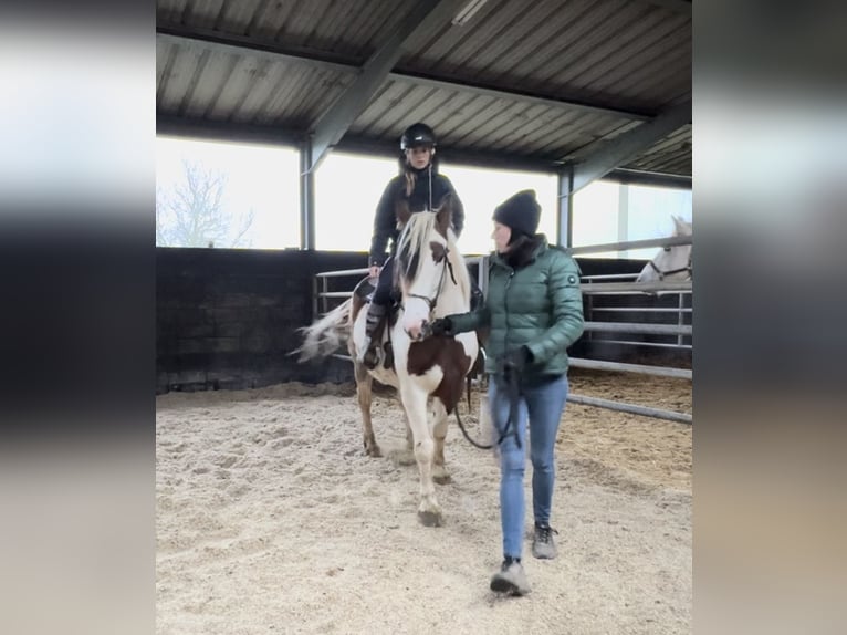 Más ponis/caballos pequeños Mestizo Yegua 5 años 150 cm Pío in Daleiden