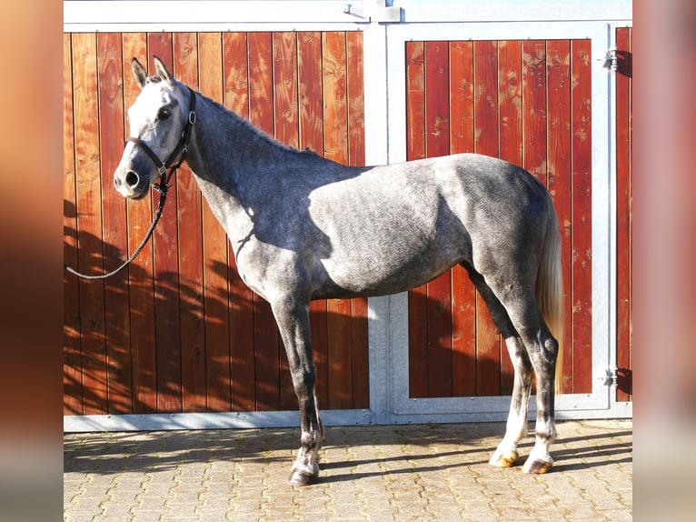 Más ponis/caballos pequeños Yegua 5 años 151 cm in Dorsten