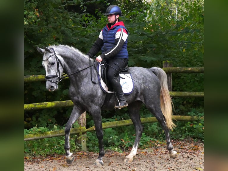 Más ponis/caballos pequeños Yegua 5 años 151 cm in Dorsten