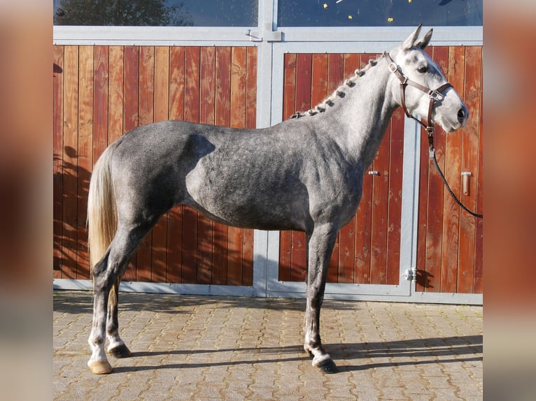 Más ponis/caballos pequeños Yegua 5 años 151 cm in Dorsten