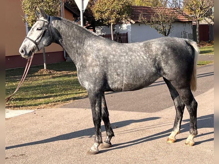 Más ponis/caballos pequeños Yegua 5 años 153 cm in Deggendorf