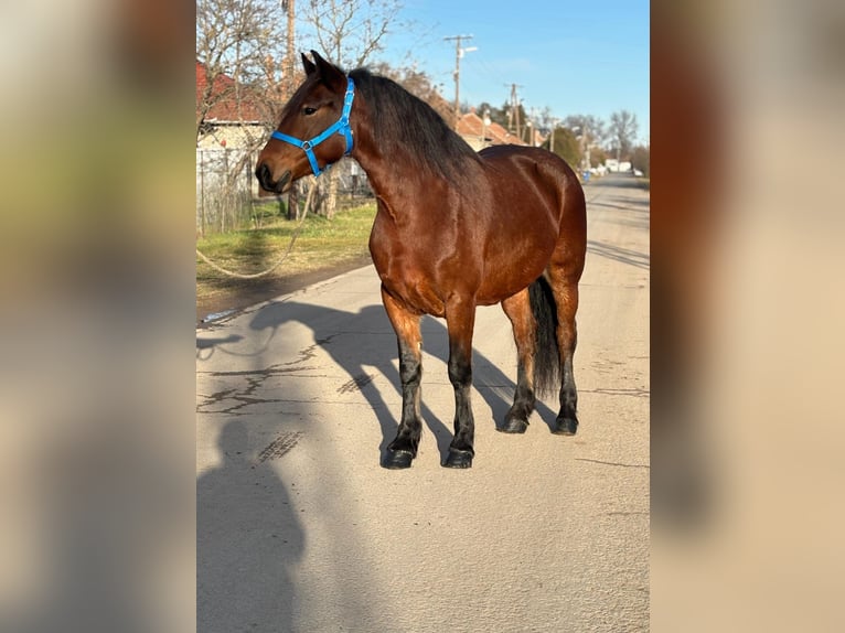 Más ponis/caballos pequeños Yegua 5 años 154 cm in Deggendorf