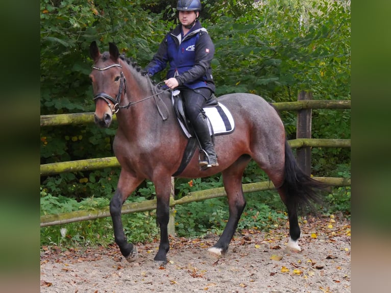 Más ponis/caballos pequeños Yegua 5 años 157 cm in Dorsten