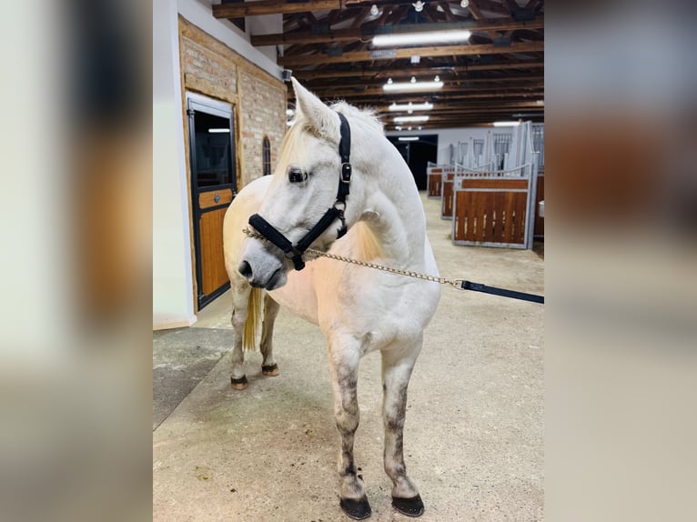 Más ponis/caballos pequeños Mestizo Yegua 5 años 158 cm Tordo rodado in HülbenHülben