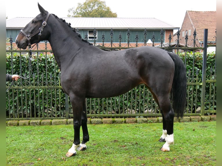 Más ponis/caballos pequeños Yegua 5 años 160 cm in Dorsten