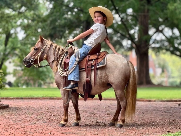 Más ponis/caballos pequeños Yegua 5 años 94 cm Ruano alazán in Brierfield