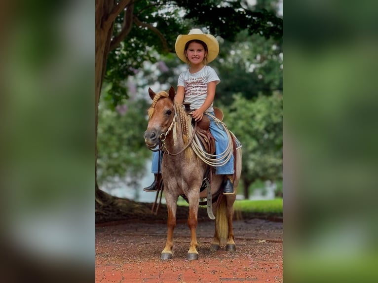 Más ponis/caballos pequeños Yegua 5 años 94 cm Ruano alazán in Brierfield