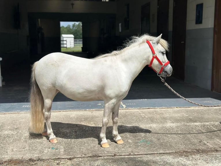 Más ponis/caballos pequeños Yegua 5 años 99 cm Tordo in Saint Augustine, FL