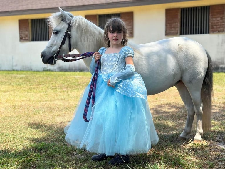 Más ponis/caballos pequeños Yegua 5 años 99 cm Tordo in Saint Augustine, FL