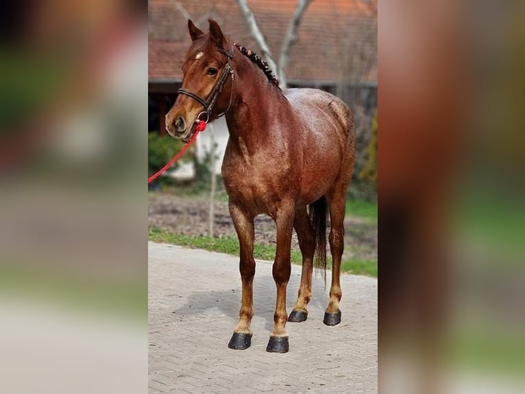 Más ponis/caballos pequeños Yegua 5 años in Deggendorf