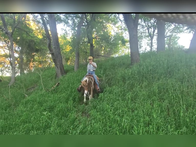 Más ponis/caballos pequeños Yegua 6 años 112 cm Pío in Killeen