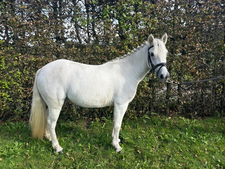 Más ponis/caballos pequeños Mestizo Yegua 6 años 116 cm Tordo in Baal