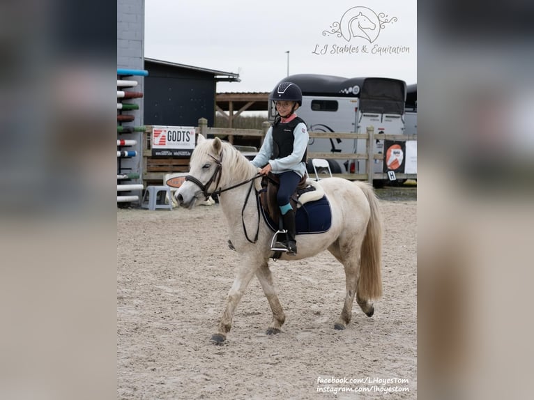 Más ponis/caballos pequeños Mestizo Yegua 6 años 116 cm Tordo in Baal