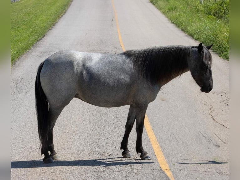 Más ponis/caballos pequeños Yegua 6 años 127 cm Ruano azulado in Sallisaw, OK