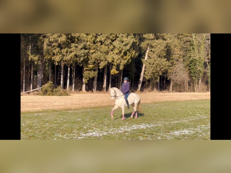 Más ponis/caballos pequeños Yegua 6 años 137 cm Cremello in Schlins