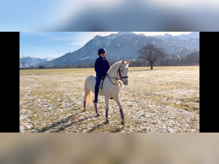 Más ponis/caballos pequeños Yegua 6 años 137 cm Cremello in Schlins