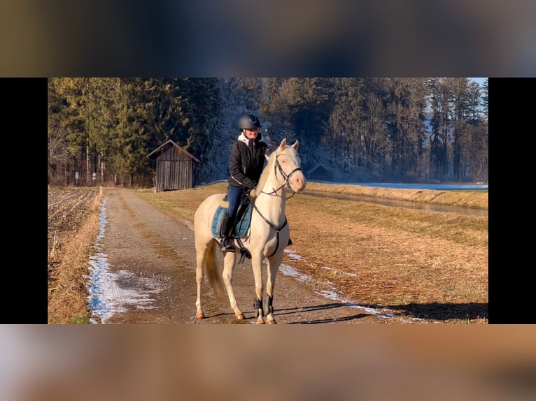 Más ponis/caballos pequeños Yegua 6 años 137 cm Cremello in Schlins