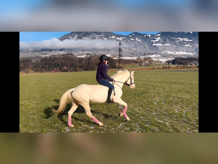 Más ponis/caballos pequeños Yegua 6 años 137 cm Cremello in Schlins