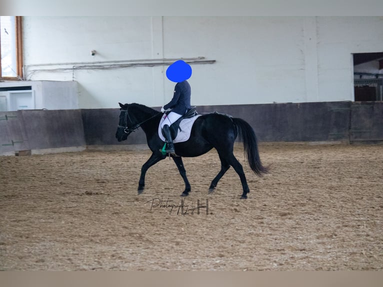 Más ponis/caballos pequeños Mestizo Yegua 6 años 140 cm Negro in Rehlingen-Siersburg