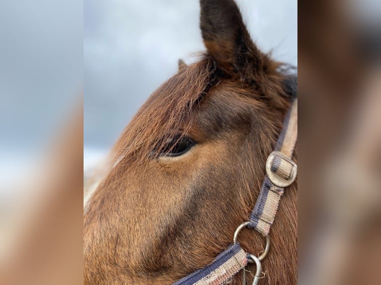 Más ponis/caballos pequeños Yegua 6 años 143 cm Castaño in Eggermühlen OT Bockraden