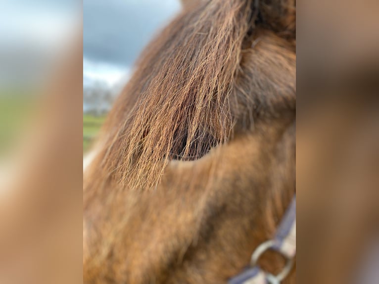 Más ponis/caballos pequeños Yegua 6 años 143 cm Castaño in Eggermühlen OT Bockraden