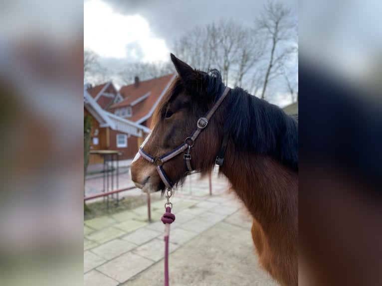 Más ponis/caballos pequeños Yegua 6 años 143 cm Castaño in Eggermühlen OT Bockraden