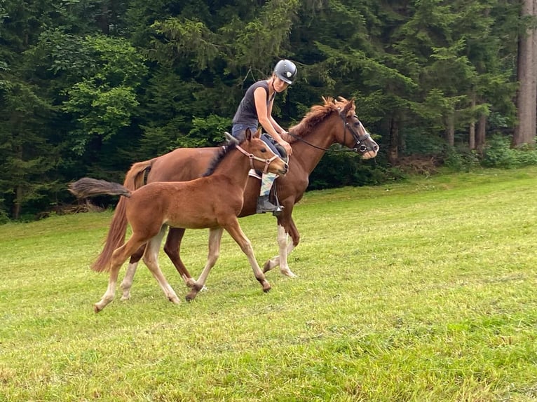 Más ponis/caballos pequeños Yegua 6 años 144 cm Alazán in Vandans