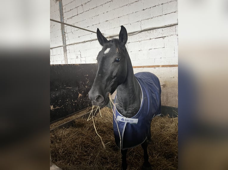 Más ponis/caballos pequeños Yegua 6 años 145 cm in EssenEssen