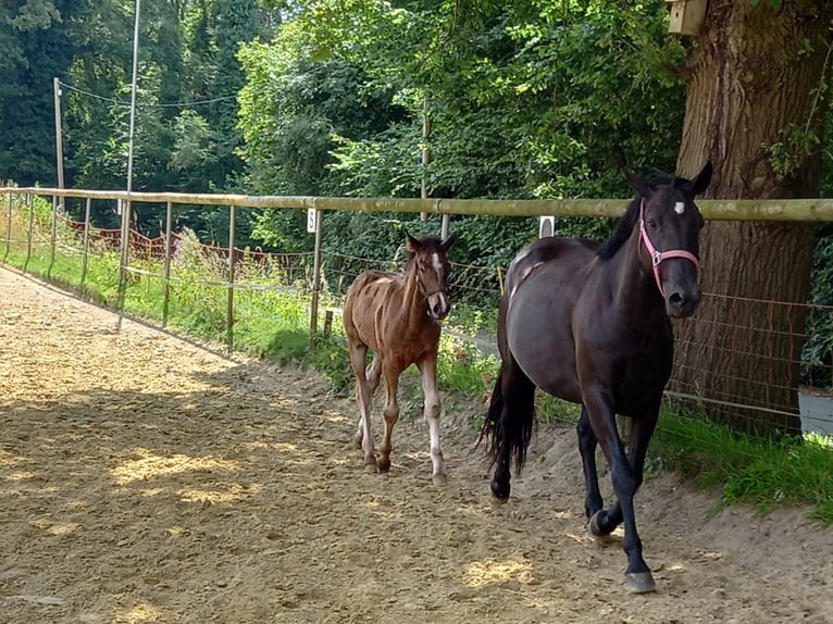 Más ponis/caballos pequeños Yegua 6 años 145 cm in EssenEssen