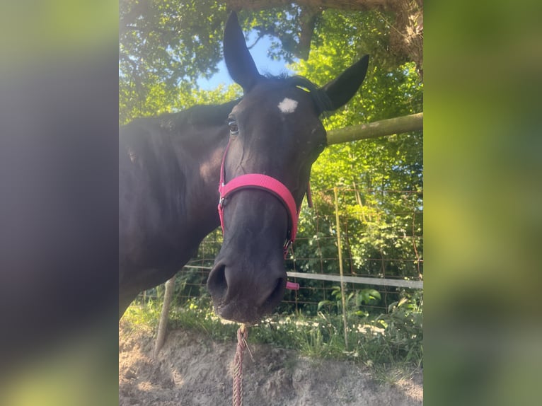 Más ponis/caballos pequeños Yegua 6 años 145 cm in EssenEssen