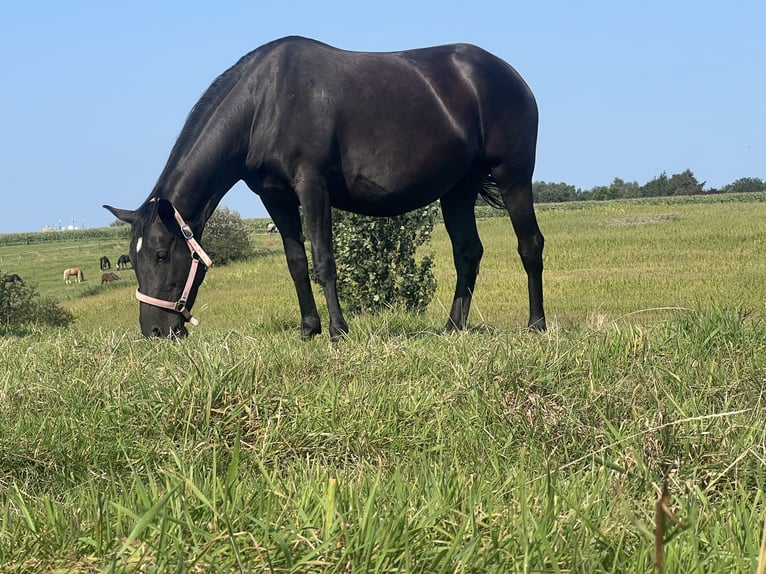 Más ponis/caballos pequeños Yegua 6 años 145 cm in EssenEssen