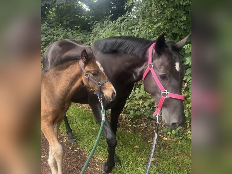 Más ponis/caballos pequeños Yegua 6 años 145 cm in EssenEssen