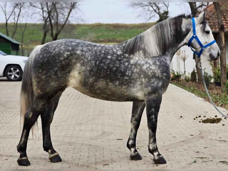 Más ponis/caballos pequeños Yegua 6 años 150 cm in Deggendorf