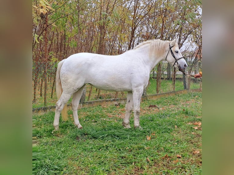 Más ponis/caballos pequeños Yegua 6 años 150 cm in Passau