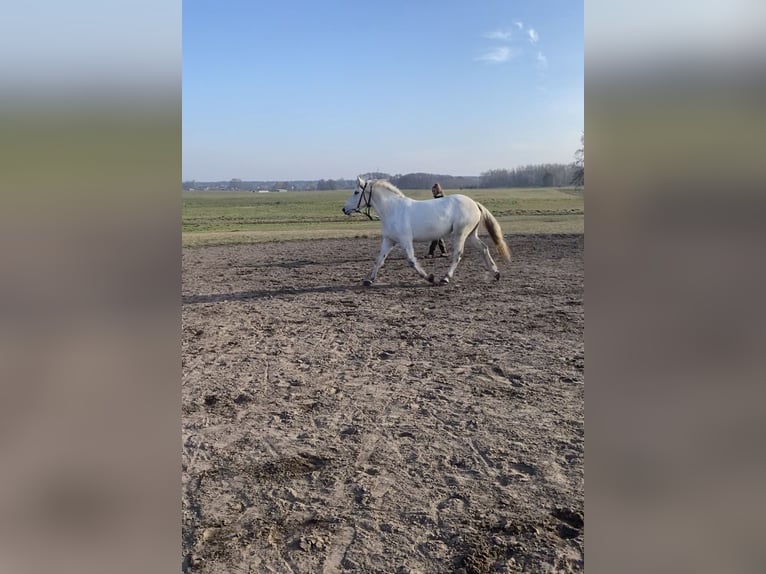 Más ponis/caballos pequeños Yegua 6 años 150 cm Tordo in Zühlsdorf