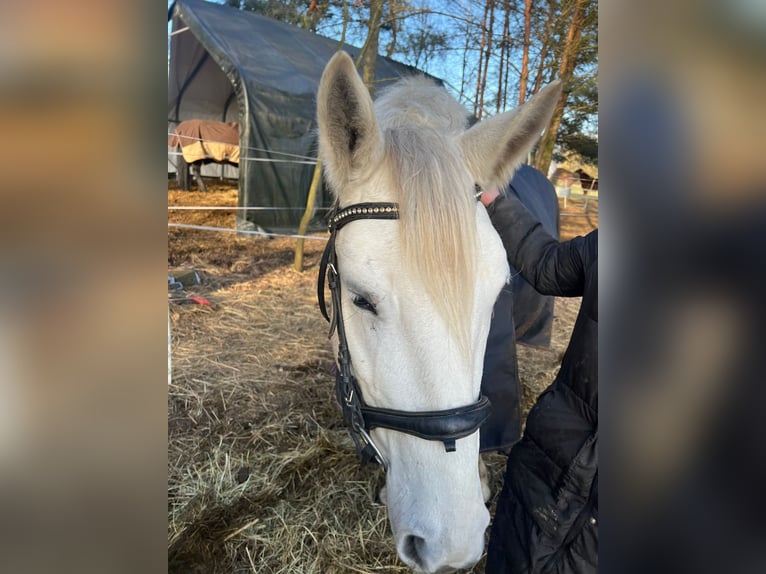 Más ponis/caballos pequeños Yegua 6 años 150 cm Tordo in Zühlsdorf