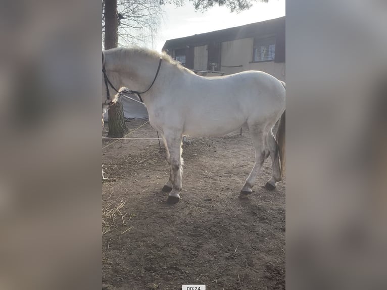 Más ponis/caballos pequeños Yegua 6 años 150 cm Tordo in Zühlsdorf