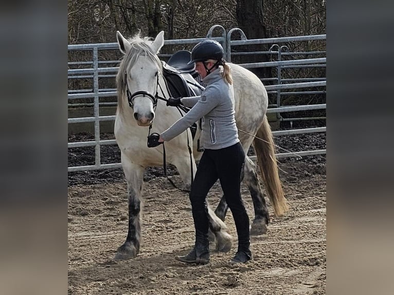 Más ponis/caballos pequeños Yegua 6 años 151 cm Tordo rodado in Bad Camberg