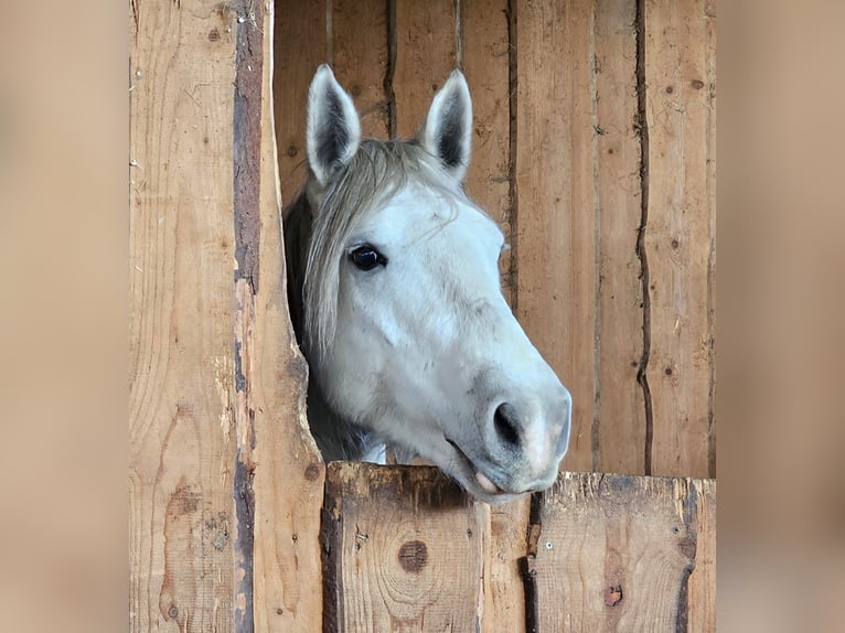 Más ponis/caballos pequeños Yegua 6 años 151 cm Tordo rodado in Bad Camberg