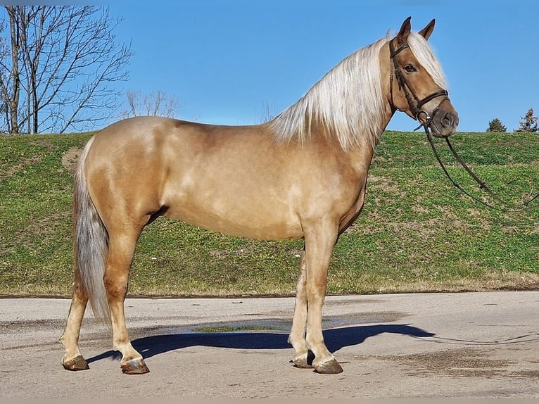 Más ponis/caballos pequeños Yegua 6 años 153 cm in Deggendorf