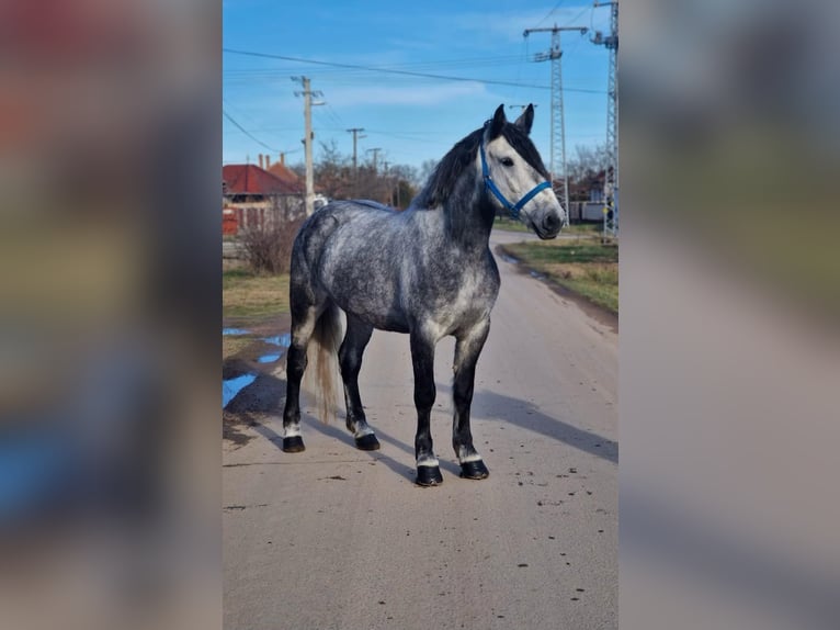 Más ponis/caballos pequeños Yegua 6 años 160 cm in Deggendorf