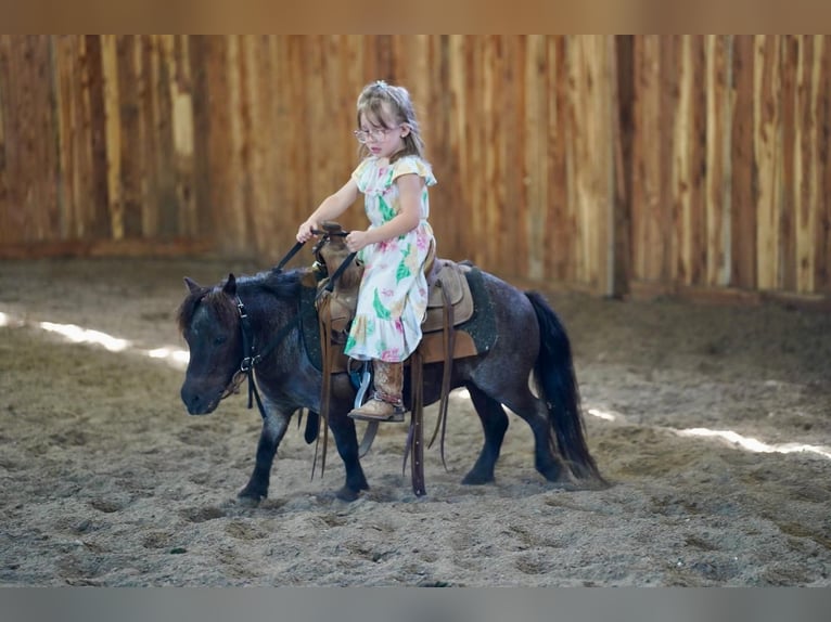 Más ponis/caballos pequeños Yegua 6 años 69 cm Ruano azulado in Valley Springs, SD