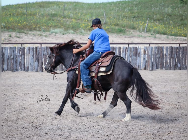 Más ponis/caballos pequeños Yegua 7 años 117 cm Negro in Thedford, NE