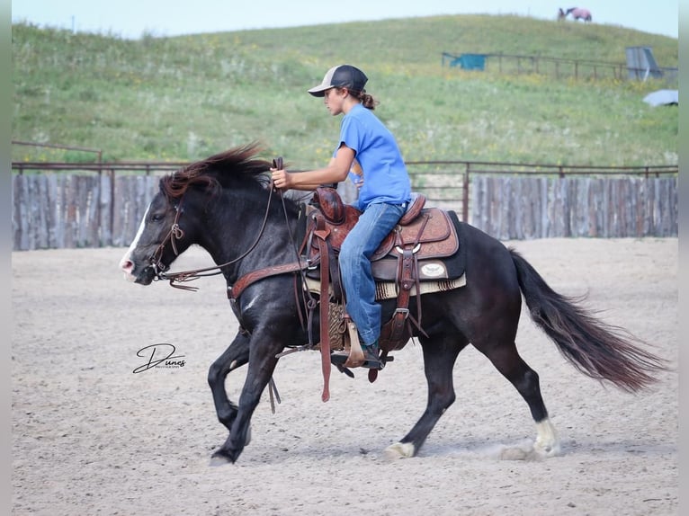 Más ponis/caballos pequeños Yegua 7 años 117 cm Negro in Thedford, NE